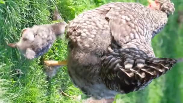 Una Gallina Adulta Polluelos Están Buscando Comida Hierba Alta Una — Vídeo de stock