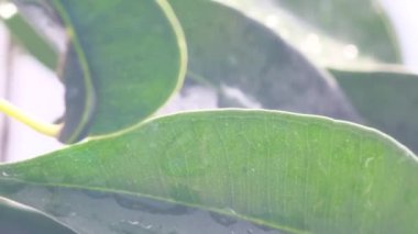 Yeşil bir incir yaprağına damlayan şeffaf su damlaları. Gündüz arkaplanındaki nemli, ıslak bitki. Dikey video