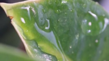 Su damlaları olan parlak yeşil bir bitki yaprağı. Bitkinin üzerine yağmur damlası. Dikey video