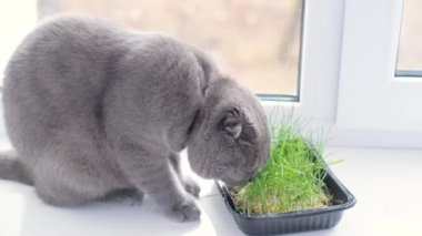 Pencerenin kenarında oturan gri bir kedi bir kutuda büyüyen otları yer. Kediler için sağlıklı yiyecek..
