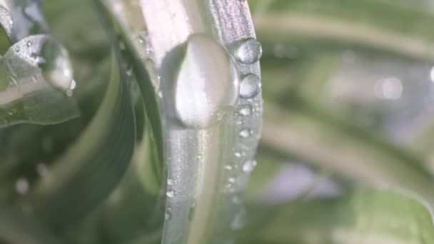 Planta Verde Interior Con Gotas Agua Clorohytum Plantas Interior Útiles — Vídeos de Stock