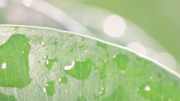 在模糊的背景上 一个潮湿的菲克斯叶子的宏观视频 绿叶一种有水滴的家庭植物的绿叶垂直录像 — 图库视频影像