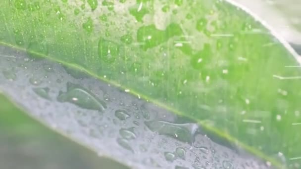 Vídeo Acercado Del Agua Que Cae Sobre Hoja Verde Planta — Vídeos de Stock