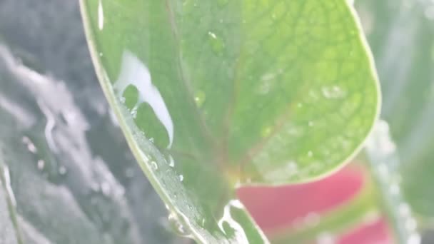 落在美丽的绿色室内植物上的水滴 室内花卉喷洒 垂直录像 — 图库视频影像