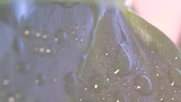 Regentropfen Tropfen Auf Ein Großes Blatt Einer Grünen Pflanze Schöne — Stockvideo