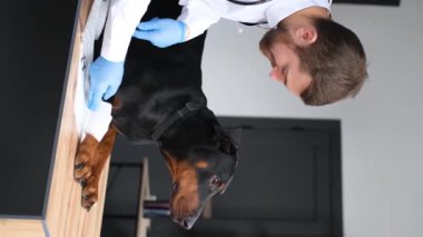 Veteriner ve köpeğin incelendiği dikey video. Bir doktor büyük safkan bir köpeği muayene eder. Evcil hayvanlara tam zamanında davranılıyor. Dikey video
