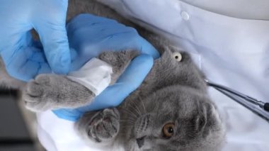 Pençesinde bandaj olan hasta bir kedi, bir veterinerin ellerinde oturuyor. Veteriner kliniğinde hayvanların tedavisi ve bakımı. Dikey video