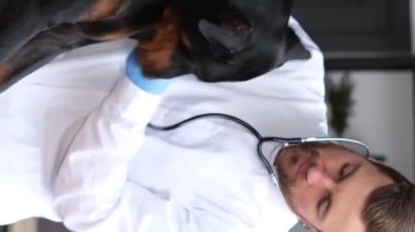 Genç bir veteriner klinikte büyük bir köpeği okşuyor. Veteriner steteskoplu dobermanı dinleyecek. Bir hayvanat bahçesi terapisti tarafından periyodik muayene. Dikey video