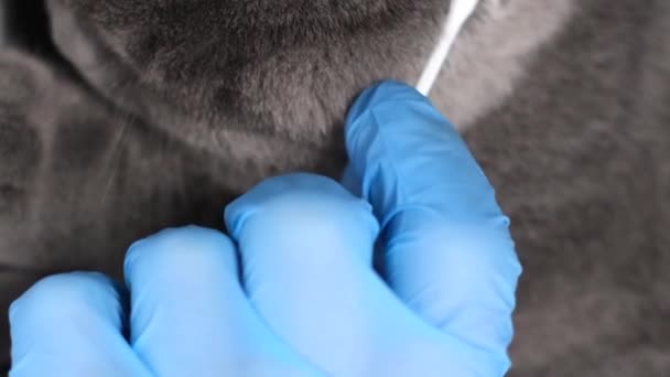 ベットの予約時にピュアブレッドのふわふわの猫 獣医師は耳スティックでふわふわの灰色の猫の耳をきれいにします バーティカルビデオ — ストック動画