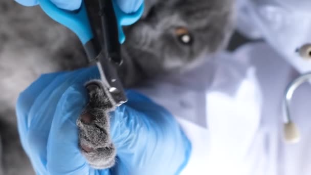 Veterinario Recorta Las Garras Gato Gris Esponjoso Gato Examinado Por — Vídeo de stock