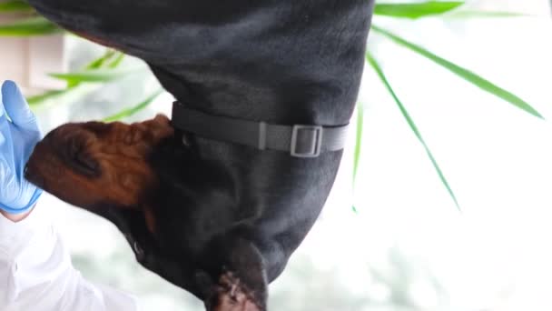 Klinikte Genç Bir Veteriner Tarafından Okşanan Büyük Bir Köpeğin Videosu — Stok video