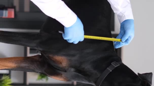 獣医事務所のテーブルの上に立っている大きなピューレッドブラウン犬の測定 獣医師の犬の定期的な検査 バーティカルビデオ — ストック動画