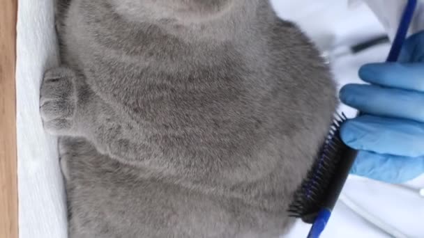 獣医クリニックで紫外線の灰色の猫の衛生的な手順 医者はふわふわの猫とブラシを組み合わせています 余分な毛の取り外しについて バーティカルビデオ — ストック動画