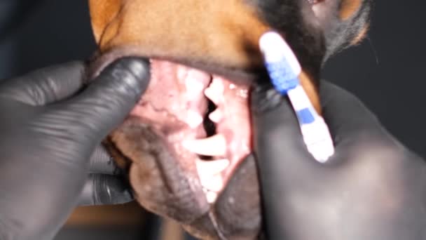 一只纯种狗刷牙时头部的特写 狗的口腔卫生一条没有攻击性的狗垂直录像 — 图库视频影像