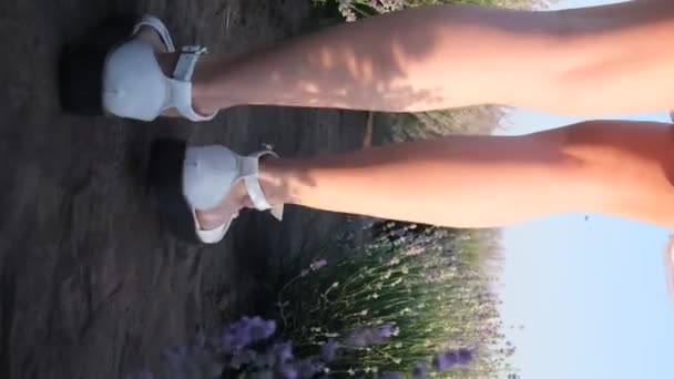 Κοντινό Πλάνο Βίντεο Μια Νεαρή Γυναίκα Περπατά Ανάμεσα Λουλούδια Λεβάντας — Αρχείο Βίντεο