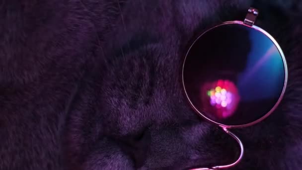 Beau Chat Aux Lunettes Soleil Éclairées Par Lumière Néon Vidéo — Video
