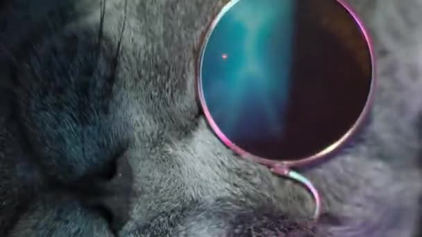 Disco Cat Trendy Glasses Neon Light Cat Dancing Purple Background — Stock Video