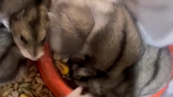 一群仓鼠从一个盘子里吃谷物 漂亮的灰色仓鼠垂直录像 — 图库视频影像