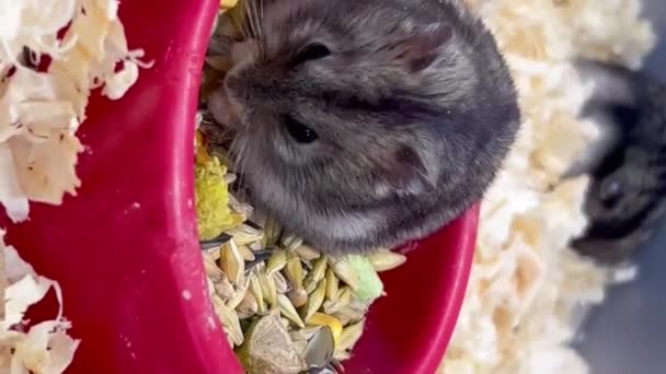 一只毛茸茸的小仓鼠吃谷物 一只有趣的仓鼠一只有趣的仓鼠的脸啮齿动物家族的宠物 垂直录像 — 图库视频影像