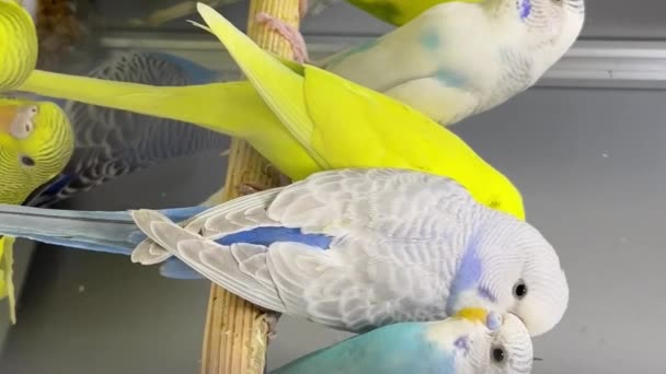 Mnoho Barevných Papoušků Sedí Skleněné Kleci Krásné Kočičky Svislé Video — Stock video