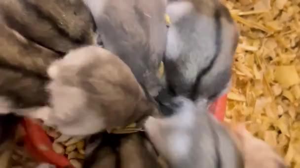 Groupe Hamsters Approchent Nourriture Mangent Délicieusement Les Hamsters Mangent Grain — Video