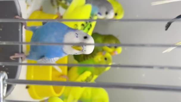 Budgerigar Bliska Siedzi Klatce Słodka Zielono Niebieska Papużka Zwierzęta Ptaki — Wideo stockowe