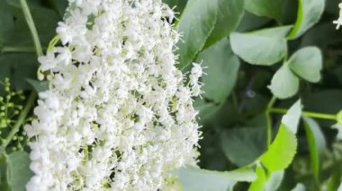 Yeşil ağaçtaki güzel beyaz yaşlı çiçek. Bahar doğası. Dikey video.