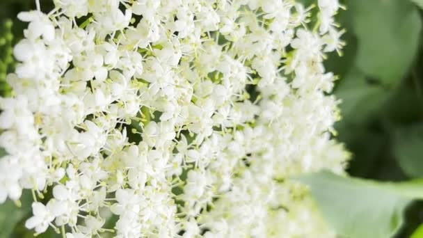 Zbliżenie Kwitnący Kwiat Biały Starszy Krzak Pionowe Wideo — Wideo stockowe