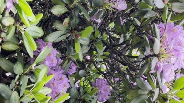 Gyönyörű Lila Virágokkal Kertben Nyári Időszak Napsütéses Nap Függőleges Videó — Stock videók