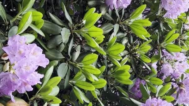 Красивый Фиолетовый Цветок Рододендрона Летнем Саду Ботанический Сад Вертикальное Видео — стоковое видео