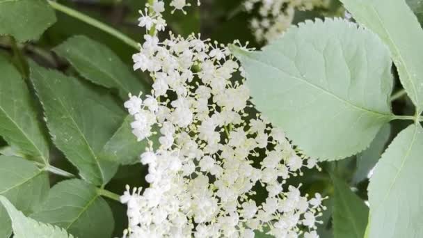 Białe Kwiaty Bzu Czarnego Letni Dzień Sambuca Jest Czarna Przyroda — Wideo stockowe