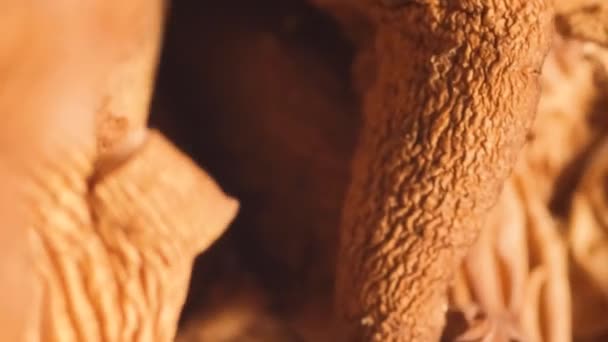 円で回転する乾いたキノコのマクロ写真 ドライマッシュルーム バーティカルビデオ — ストック動画