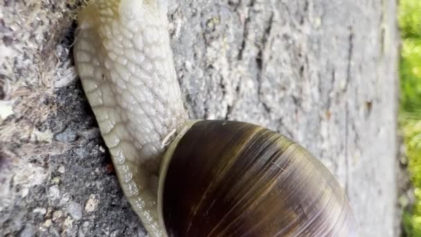 在灰色沥青上移动的蜗牛的特写 葡萄球菌在粘液的帮助下活动 保护自然 垂直录像 — 图库视频影像