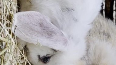Close-up of a family of fluffy rabbits with big ears. Two beautiful bunnies are eating hay.