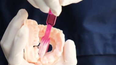 Ağız boşluğundaki bir mankenin dişlerini nasıl fırçalayacağını gösteren dişçinin elleri, çeneler. Düzgün diş temizleme teknolojisi. Dikey video