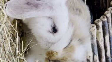Paskalya tüylü tavşanları kafeste birlikte oynuyorlar. Hayvan doğası kavramı. Mutlu Paskalyalar. Paskalya bayramının hayvan sembolü. Dikey video
