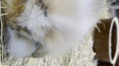Yumuşak tüylü bir tavşan kafeste oturur ve kuru otları yer. Hayvan doğası kavramı. Mutlu Paskalyalar. Dikey video.