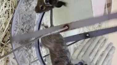 Kafeste koşu tekerleğinde koşan iki genç sıçan, ağır çekimde. Dikey video.