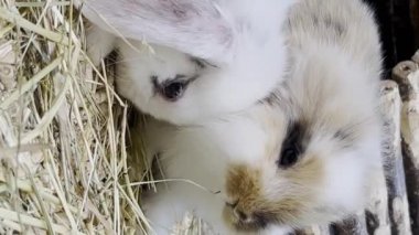 Güzel tavşan, paskalya tüylü beyaz tavşanlar, kafesteki sevimli tavşan. Paskalya tavşanları. Bir tavşana yakın çekim. Dikey video