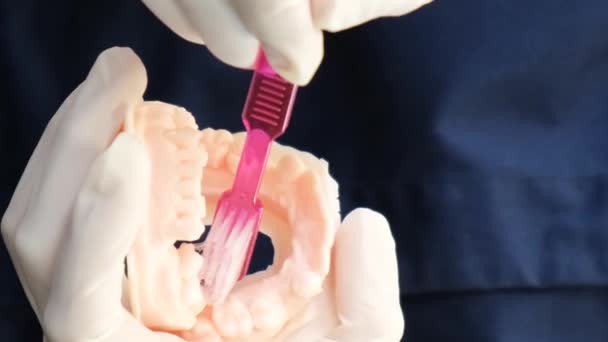 Руки Стоматолога Показывающие Правильно Чистить Зубы Манекене Полости Рта Челюсти — стоковое видео