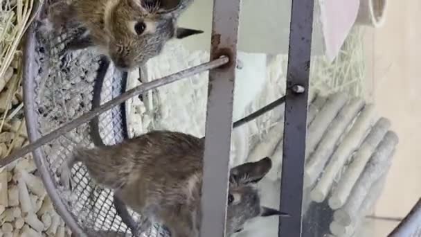 Grijze Ratten Zitten Een Kooi Met Een Loopwiel Knaagdierconcept Huisdieren — Stockvideo