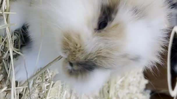 Conejo Esponjoso Con Grandes Orejas Come Hierba Seca Mascotas Esponjosas — Vídeos de Stock