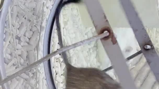 Råtta Springer Ett Hjul Cirkel Husdjur Vertikal Video — Stockvideo