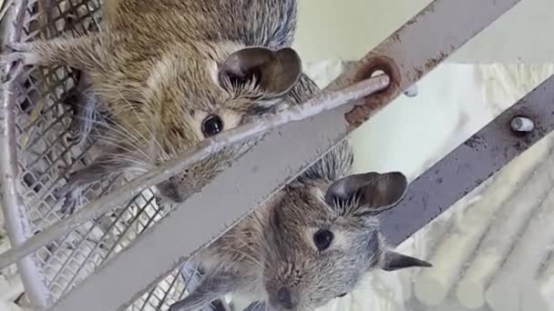 Para Szarych Myszy Siedzi Klatce Piękne Domowe Gryzonie Pionowe Wideo — Wideo stockowe