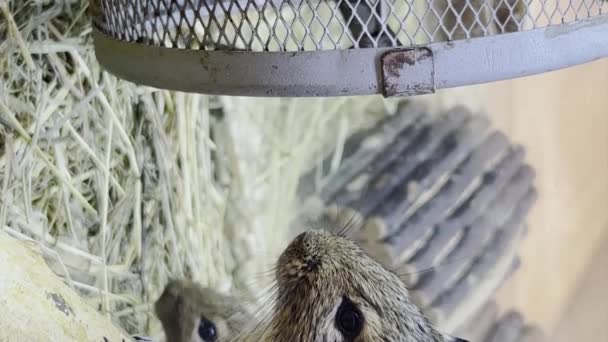 Las Ratas Grises Del Laboratorio Sientan Una Jaula Concepto Animal — Vídeos de Stock