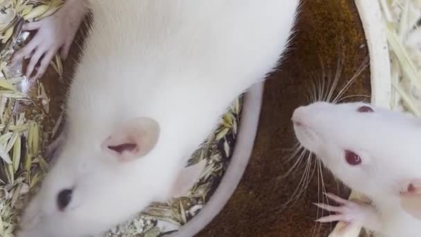 Las Ratas Blancas Comen Grano Sentado Una Jaula Ratas Mano — Vídeo de stock