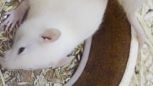 実験室のネズミは檻の中に座っている 白いネズミの美しいペア バーティカルビデオ — ストック動画