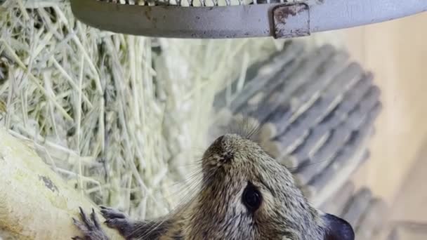 Красивая Большая Серая Мышь Сидит Клетке Концепция Грызунов Животные Вертикальное — стоковое видео