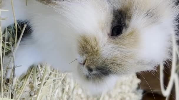 Piccolo Coniglio Soffice Con Grandi Orecchie Sta Guardando Fotocamera Animali — Video Stock
