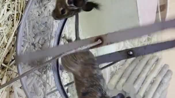Dwa Młode Szczury Biegające Kółku Klatce Zwolnionym Tempie Pionowe Wideo — Wideo stockowe